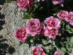 [Matchpoint Bolta tulp dubbel gefringed rose 2.jpg]